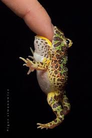 Maybe you would like to learn more about one of these? Pin By Miroslava Stoyanova On Coqui Frog Frog Pacman Frog Amphibians
