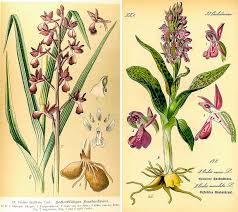 Image result for Satyrium chlorocorys