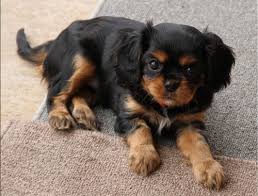 Black And Tan Cocker Spaniel Puppies For Sale Scotland Pin By Judith Prather On You Got The Cutest Little Baby Face King Charles Cavalier Spaniel Puppy Cavalier King Charles Spaniel Tricolor Cavalier King Charles Dog