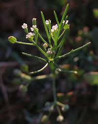 Image result for Apium leptophyllum
