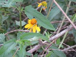 Image result for Aspilia