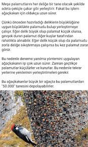 Deryaer Bedir Adli Kullanicinin Did You Know Panosundaki Pin Biliyor Muydunuz Bilgi Karti Bilgi