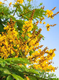 Check spelling or type a new query. 8 Trees With Yellow Flowers In India India Gardening