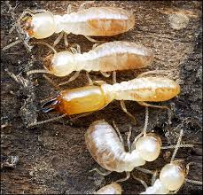 Silverfish are small, wingless insects. What Do Termites Look Like Termite Identification Orkin