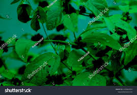 Image result for Triumfetta pilosa