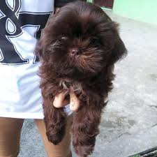 Shih Tzu Puppies For Sale Choco Liver Women S Fashion Dresses Sets Traditional Ethnic Wear On Carousell