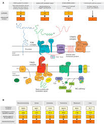 All animals, plants and fungi have accommodated mitochondria in their cells. A Eukaryote Without A Mitochondrial Organelle Sciencedirect