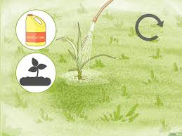 3 biarkan rumput tumbuh selama beberapa hari sebelum disemprot dengan herbisida. 4 Cara Untuk Membasmi Rumput Teki Ladang Wikihow