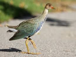 Image result for Galiniera