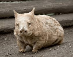Image result for Northern hairy-nosed wombat