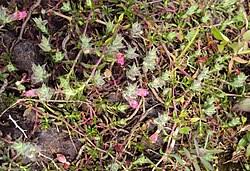 Image result for Lepidagathis lanatoglabra