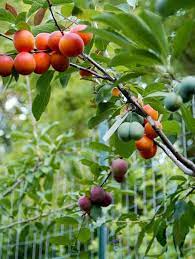 Sam van aken, a professor at syracuse university, is growing a tree that can produce 40 different types of stone fruits. Crazy Tree Grows Over 40 Different Types Of Fruit For Real Different Kinds Of Fruits Types Of Fruit Multi Fruit Tree