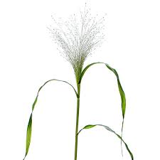 Image result for Panicum funaense