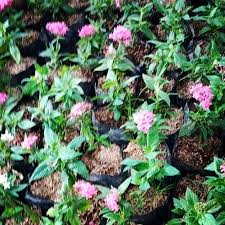 Tiang kuda beri komentar cerita dewasa keluarga, cerita dewasa pesta sex. Ready Bunga Pentas Harga Roki Orchids Garden Centre Facebook