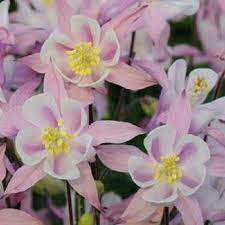 Pin On Columbines