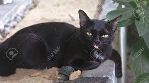 In certain cases, extreme poisoning can be fatal. Funny Black Cat Sticking The Tongue Out While Taking Pictures Stock Photo Picture And Royalty Free Image Image 101619107
