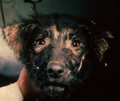 Image result for scabies dogs detail