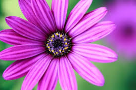 Image result for paprskovka obrázek