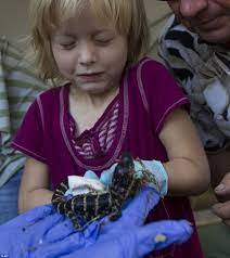 Her Face Says It All Miniature Animal Lovers Can T Hide Their Fear Of The Cute And Cuddly New Born Alligators At Florida Fest Daily Mail Online