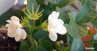 These attractive flowers make a wonderful addition to soaps and other personal care products. Arabian Jasmine