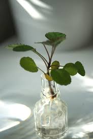 The rooting plants in water method is pretty foolproof, and all you need is a glass jar (which many people have) and water (which take the plunge and make some more plants! How To Grow Houseplants In Water Our House Plants