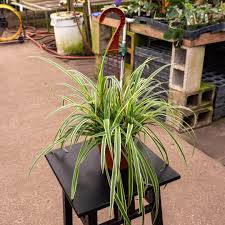 Image result for Chlorophytum galpinii