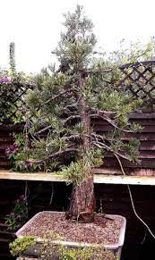 They will most likely survive the winter inside a house but will have lost their bearings somewhat concerning their dormancy period and climate adaptation. Giant Sequoia Bonsai Empire