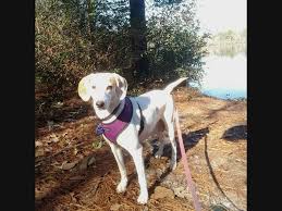 It is classified as a common pet. See The Latest Adoptable Pets At Shelton Derby Area Shelters Shelton Ct Patch