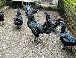 Check spelling or type a new query. Ayam Cemani Adalah Asal Usul Ciri Ciri Jenis Mitos Harga