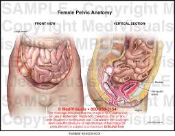 Learn about pelvic anatomy with free interactive flashcards. Female Pelvic Anatomy Medical Exhibit Medivisuals