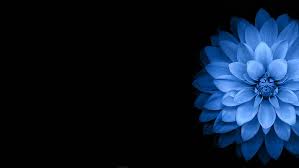 Check spelling or type a new query. Hd Wallpaper Black Blue Dark Flowers Wallpaper Flare