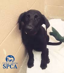 Akc northern california labrador puppy breeder. Sofie Id 28053837 Is A 3 4 Month Old Female Black Labrador Retriever Central California Spca Fresno Ca