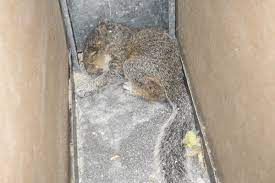 How to tell if an animal is in your wall. How To Get A Squirrel Out Of Your Wall Rocwildlife