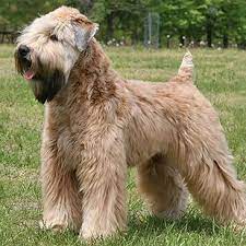 Whoodle Wheaten Terrier Wheaten Terrier Puppy Soft Coated Wheaten Terrier