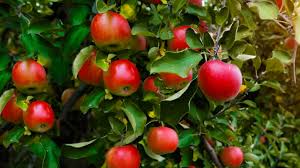 The earlier a fruit blooms, the more likely it is to be damaged by spring freeze before, during or after bloom. Home Orchard Fruit Trees Not Bearing Fruit