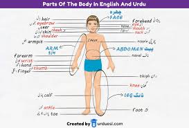 Pin On Urduesl Com