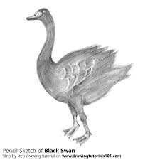 Black Swan Pencil Drawing How To Sketch Black Swan Using Pencils Drawingtutorials101 Com Please pause the how to draw a swan video after each step to draw at your own pace. black swan pencil drawing how to