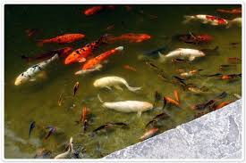 Pond Fish Species