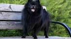 Pomeranian Puppies For Sale - AKC PuppyFinder
