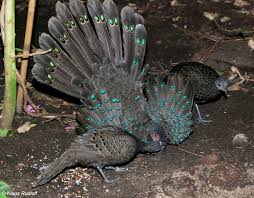 We would like to show you a description here but the site won't allow us. Germain S Peacock Pheasant Alchetron The Free Social Encyclopedia