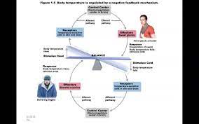 Human Anatomy And Physiology Homeostasis Youtube