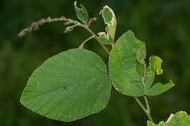 Image result for Polhillides velutina