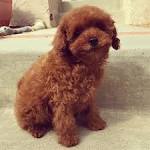 Red Toy Poodle - All About This Stunning and Rare Color