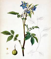Image result for Lefebvrea longipedicellata