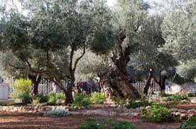 1280 1308078799 Huerto De Getsemani Jerusalen Jpg 1280 850 Jardin Des Oliviers Jardins Jerusalem