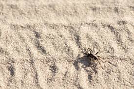 (just counting the body, not including the legs.) All About Beach Spiders Terminix