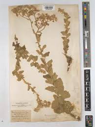 Image result for Gutenbergia polytrichomata