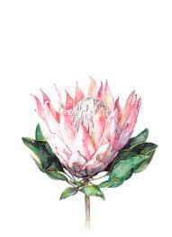 Pin By Laurel And Pearl On My Artwork Protea Art Flower Painting Floral Art