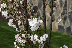 Was für ein größeres vergnügen als die erste reife frucht, die wir essen? Obstbaum Fur Den Kleinen Garten Diese Sorten Bleiben Niedrig