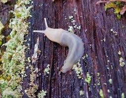 How to get rid of slugs methods pros and cons tips and tricks find out here +++. Slugs In Your Garden Or Yard 12 Natural Ways To Get Rid Of Them